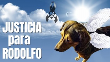 Justicia para Rodolfo: El perrito que murió de la manera más macabra