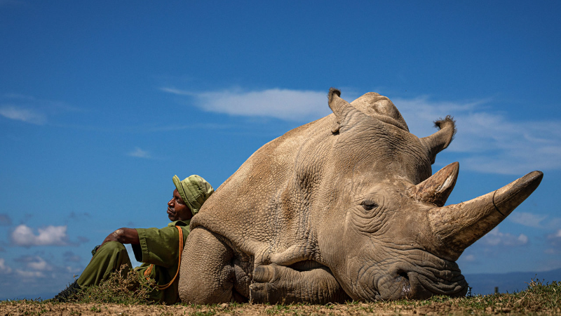 ¿Se acerca el fin del rinoceronte blanco? La historia de sus últimos días